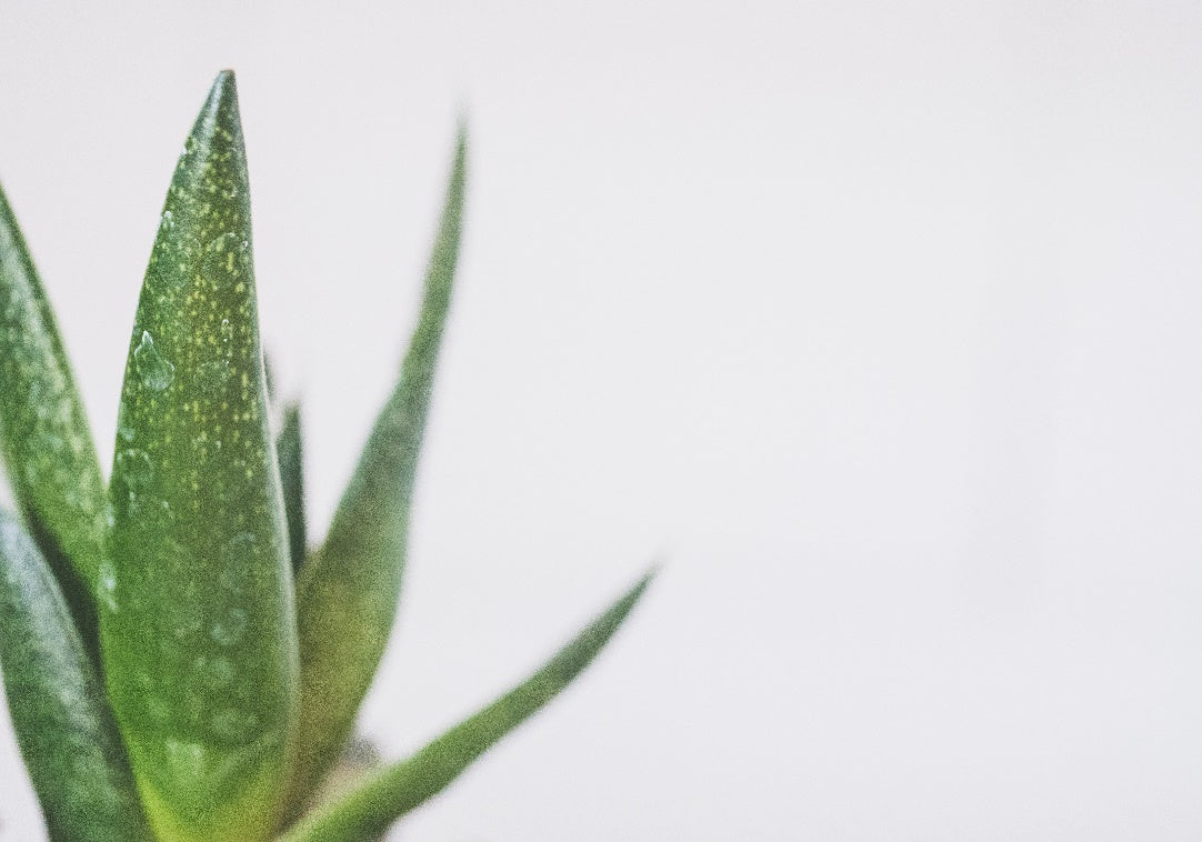 Closeup of an aloe vera plant